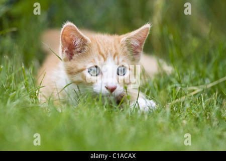 European Shorthair kitten in garden Stock Photo