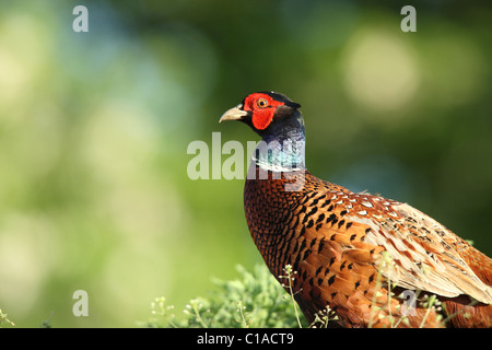Pheasant Stock Photo