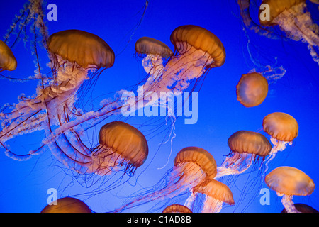 Sea nettle jellyfish Stock Photo