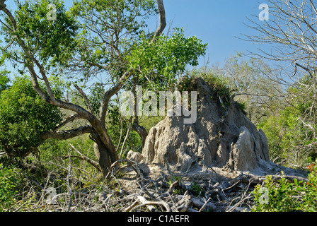 Termite mound in Tembe National Elephant Park, Kwazulu-Natal, South Africa Stock Photo