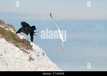 Raven (Corvus corax) on chalk cliffs, Kent, UK. Harassed by herring gull. Stock Photo