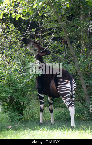 Okapi; Okapia johnstoni; Columbus Zoo and Aquarium; North America Stock Photo