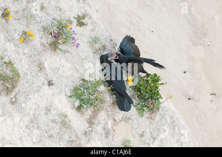 Raven (Corvus corax) on chalk cliffs, Kent, UK. Adult feeding chick. Stock Photo
