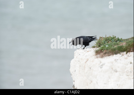 Raven (Corvus corax) on chalk cliffs, Kent, UK Stock Photo