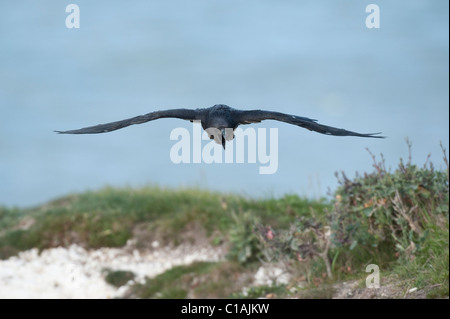Raven (Corvus corax) on chalk cliffs, Kent, UK Stock Photo