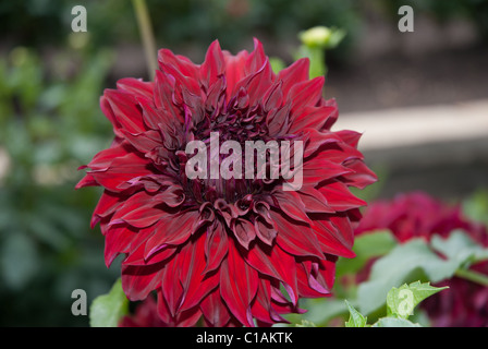 Dahlia Perennial Flower Spartacus Stock Photo