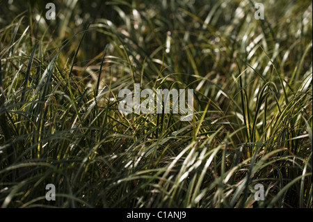 Acorus gramineus ‘Variegatus’, Variegated Slender Sweet Flag Stock Photo