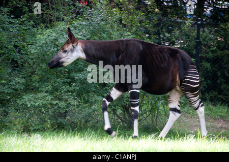 Okapi; Okapia johnstoni; Columbus Zoo and Aquarium; North America Stock Photo