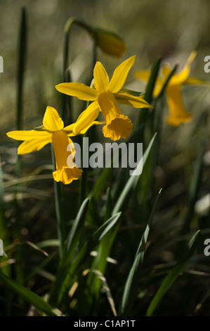 Narcissus ‘Peeping Tom’, Cyclamineus Daffodils in bloom Stock Photo