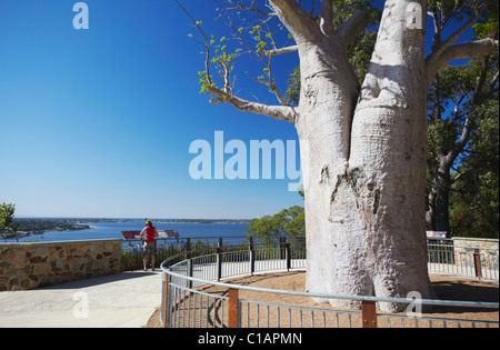 Boab tree in King's Park, Perth, Western Australia, Australia Stock Photo