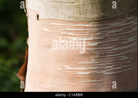 Bark of a Betula costata Stock Photo