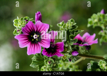 Purple wildflower, Western Cape, South Africa Stock Photo