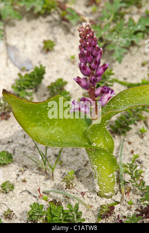 Purple wildflower on beach, Western Cape, South Africa Stock Photo
