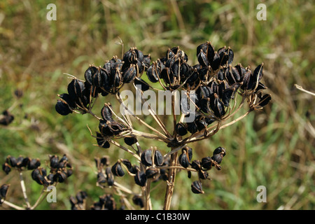 Alexanders (Smyrnium olusatrum : Apiaceae / Umbelliferae), characteristic black seed-heads, UK Stock Photo