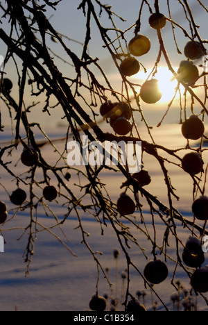 Branches of apple tree with fruits left on it in winter Stock Photo