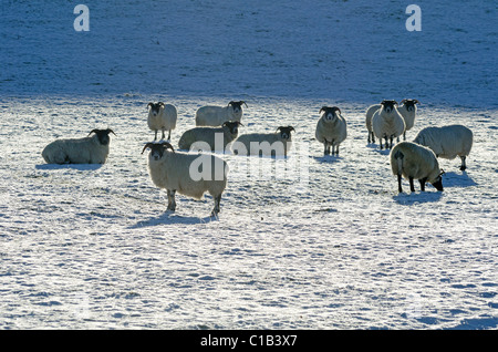 Eleven sheep in field with snowy frosty ground Stock Photo