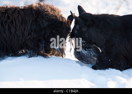 Scottish terriers in the snow Stock Photo