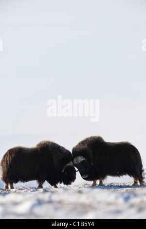 Male muskoxen fighting Stock Photo