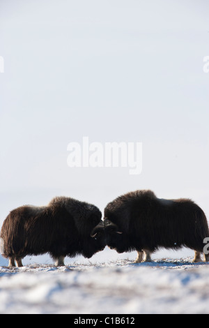 Male muskoxen fighting Stock Photo