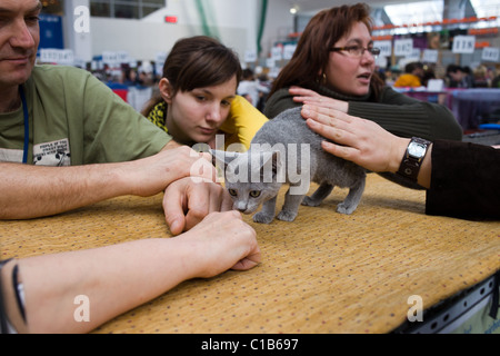 Little purebred kitten on display at WCF World Show on March 13, 2011, Warsaw, Poland Stock Photo