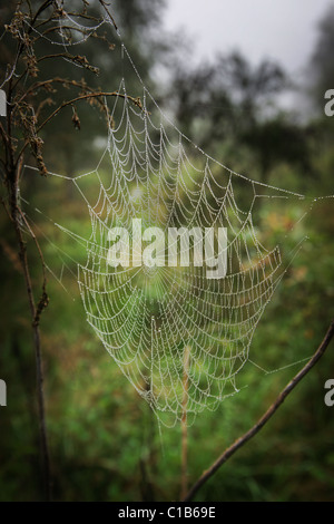 spiderweb Stock Photo