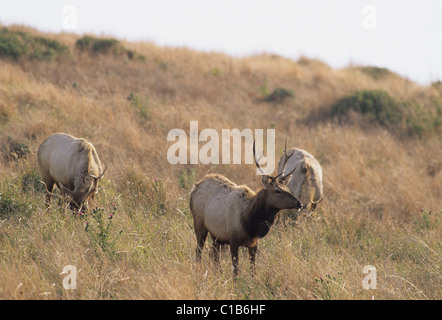 Tule Elk, bull elk, Point Reyes National Seashore, California Stock Photo