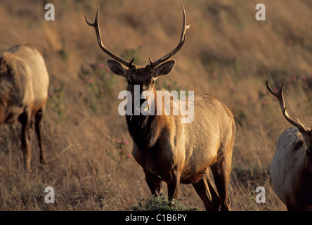 Tule Elk, bull elk, Point Reyes National Seashore, California Stock Photo