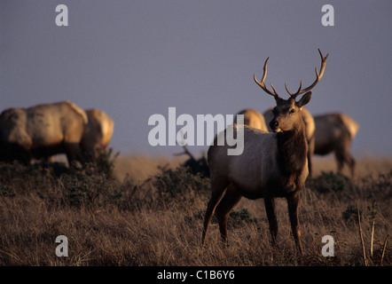 Tule Elk, bull elk, Point Reyes National Seashore, California Stock Photo