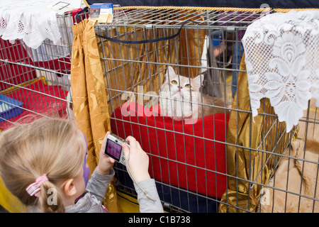 Little girl taking photo of a Siberian cat at the WCF World Show on March 13, 2011 in Warsaw, Poland Stock Photo