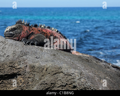 A male Marine Iguana (Amblyrhynchus cristatus) in the Galapagos Islands (Floreana Island) Stock Photo