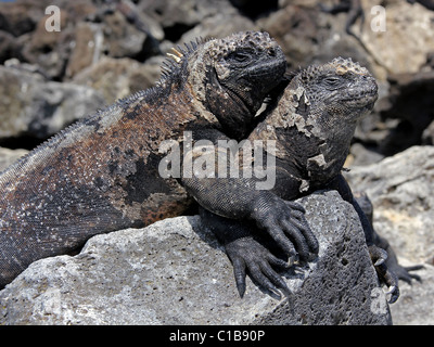 Marine Iguanas (Amblyrhynchus cristatus) in the Galapagos Islands (Floreana Island) Stock Photo