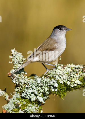 Male Blackcap perched on lichen covered branch Stock Photo