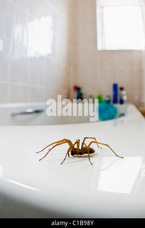Common House Spider in bathroom