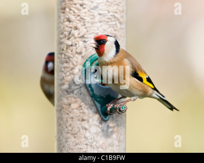 Goldfinches feeding from garden bird feeder Stock Photo