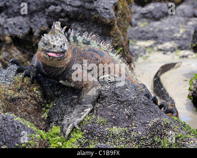 A male Marine Iguana (Amblyrhynchus cristatus) eating algae in the Galapagos Islands (Isabela Island) Stock Photo