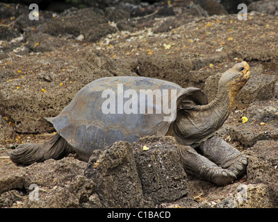 One of Lonesome George's female companions: a Galapagos Giant Tortoise (Geochelone nigra ssp.) from Wolf Volcano Stock Photo