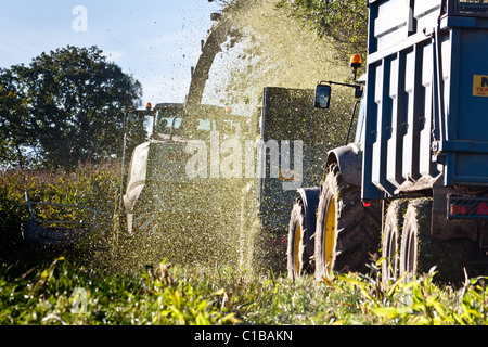 Harvesting Maize with a forage Harvester in Autumn Stock Photo