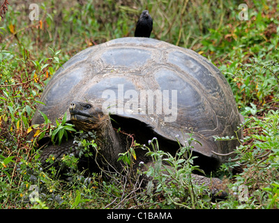 A Galapagos Giant Tortoise (Geochelone nigra) with a bird on its back in the Galapagos Islands (Santa Cruz Island) Stock Photo