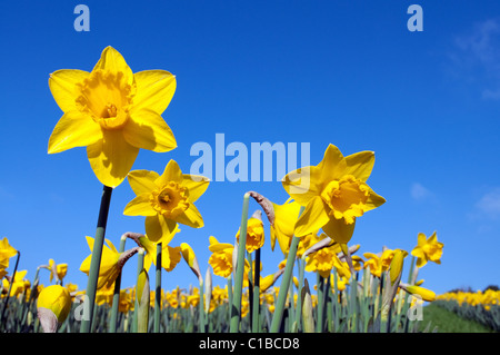 Daffodils in full bloom, Cornwall , UK Stock Photo