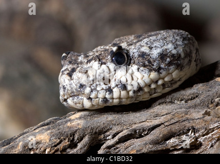 Southern pacific rattlesnake (Crotalus oreganus helleri) in Anza Borrego Desert State Park, California. Stock Photo