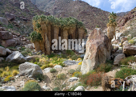 California Fan Palms (Washingtonia filifera) in Anza Borrego Desert State Park, California. Stock Photo