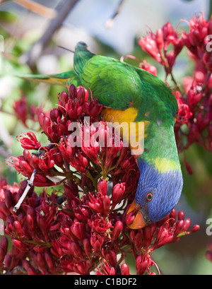 Rainbow Lorikeet Trichoglossus haematodus Queensland Australia Stock Photo