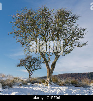 Two Hawthorn trees in stark beautiful winter sunshine with snow and blue sky Stock Photo