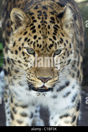 Male Amur leopard walking towards camera (close-up) Stock Photo