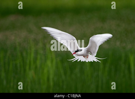 Arctic Tern Sterna paradisaea fishing on loch Shetland summer Stock Photo