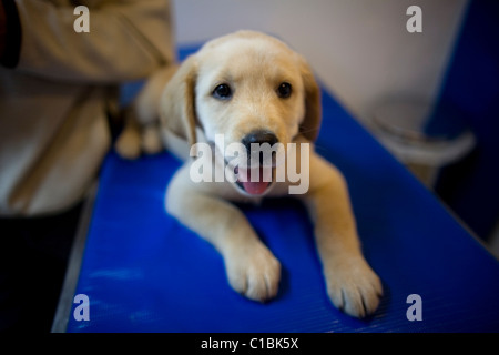 Golden retriever in the animal hospital. Veterinarian preparing the dog for surgery Stock Photo - Alamy Golden retriever in the animal hospital. Veterinarian preparing the dog for surgery Stock Photo - Alamy