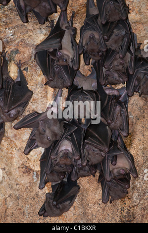 Fruit bats hanging upside down at the bat cave Goa Lawah temple near Klungkung in Eastern Bali Indonesia Stock Photo