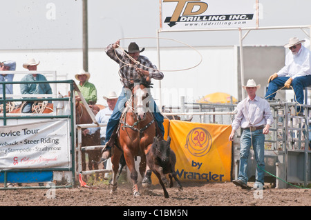 Cowboy, tie down roping, Strathmore Heritage Days, rodeo, Strathmore, Alberta, Canada Stock Photo