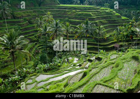 Terraced rice paddies near Ubud in Bali Indonesia Stock Photo