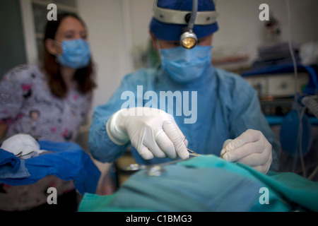 A veterinarian surgeon operates a cat as another vet watches at the operating room of a Pet Hospital in Condesa, Mexico City Stock Photo